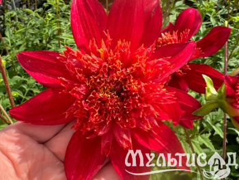 Креатив без названия (92)