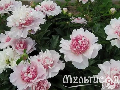 Креатив без названия (15)