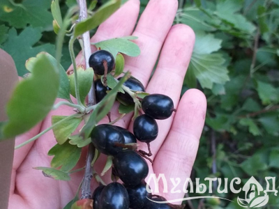 Дизайн без названия (26)