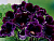 image_8096768_16082242