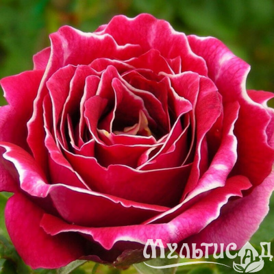 Картинка с сайта