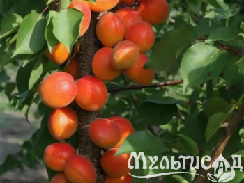 Дизайн без названия