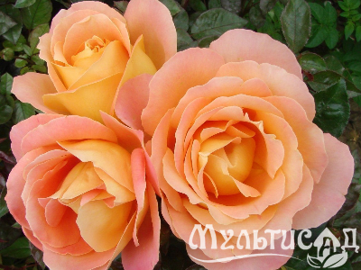 Креатив без названия (3)