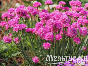 Дизайн без названия