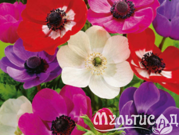 Дизайн без названия (19)
