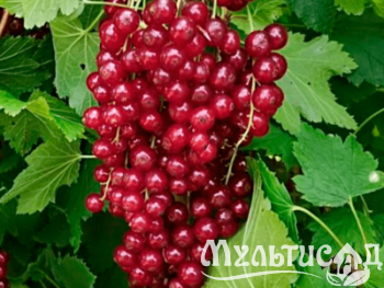 Дизайн без названия (25)