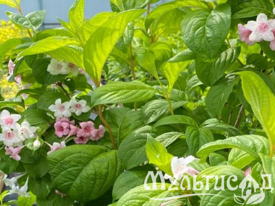 Креатив без названия (8)