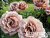 image_6893795_13531608 image_6893795_13531608