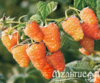 2ced7aabc4dfe6c6ca4b56e3659e2e65