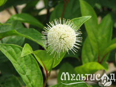 Туя (84)