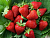 image_7681564_15014704
