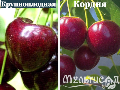 Ноябрьская (4)