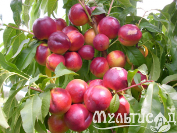 Дизайн без названия
