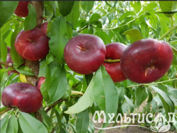 Дизайн без названия (33)