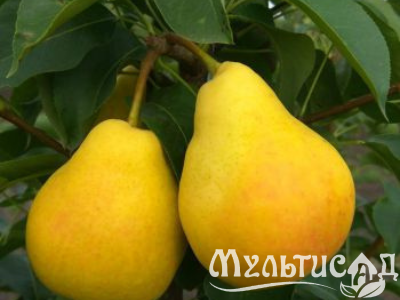 Дизайн без названия (17)