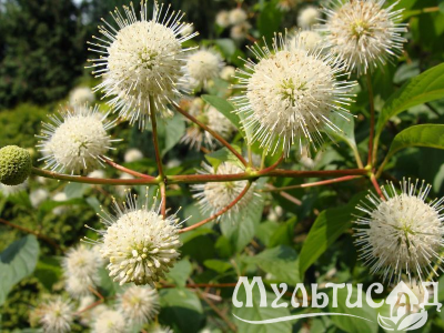 Туя (85)
