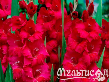 image_8096768_15992945