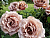 image_6893795_13531608