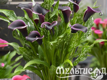 Креатив без названия (62)