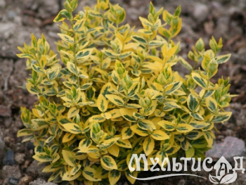 image_6893795_13560587