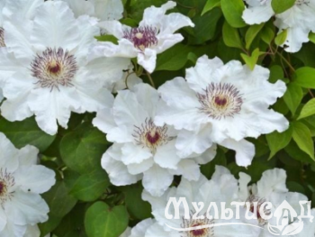 Креатив без названия (1)
