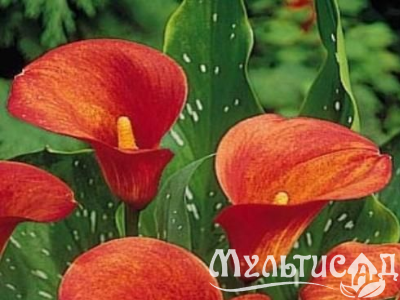 image_8096768_16084257