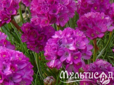 Дизайн без названия (1)