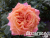 image_8165532_16152262