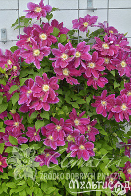 Картинка с сайта