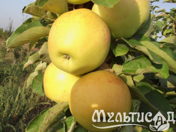 Дизайн без названия (22)