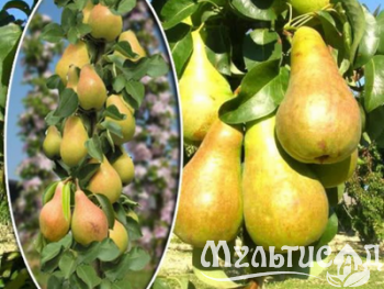 Дизайн без названия (5)