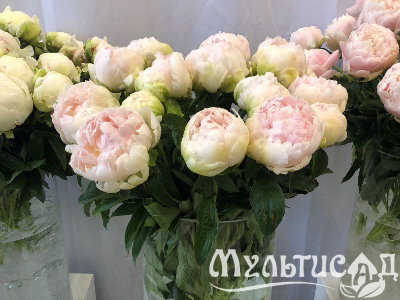 Креатив без названия