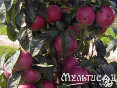 Дизайн без названия (21)
