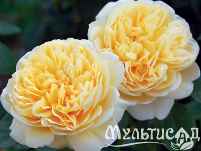 Дизайн без названия
