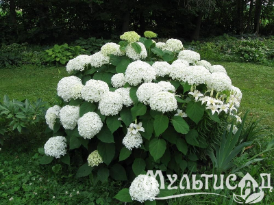 image_8165532_16175805