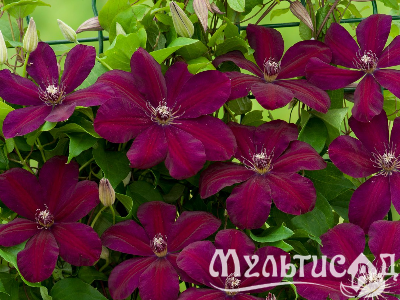 image_7681564_14978466