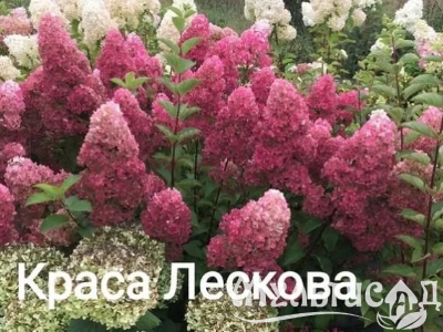 Туя - 2025-11-14T154544.964