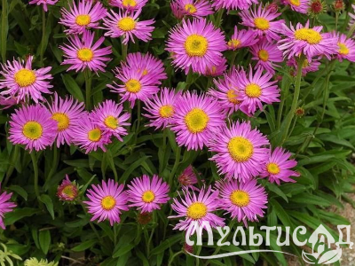 Туя (95)
