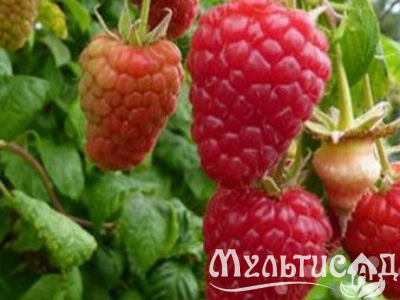 Креатив без названия (9)