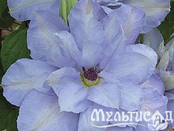 image_7681564_14920700