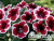 image_8096768_16081399 image_8096768_16081399