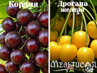 Ноябрьская (5)