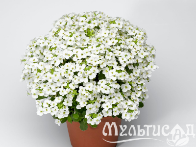Туя (85)