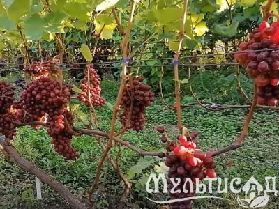 Креатив без названия - 2025-12-07T152714.394