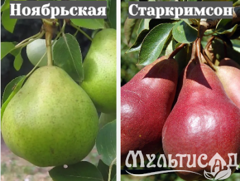 Ноябрьская (35)