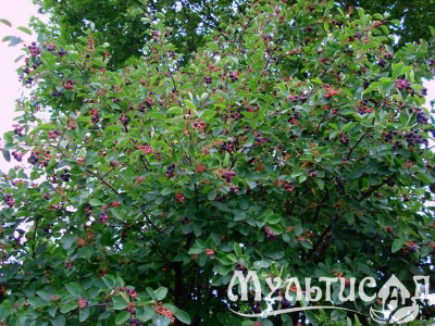 Креатив без названия (89)