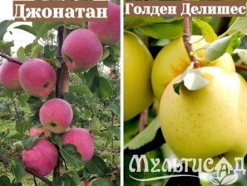 Ноябрьская (25)
