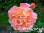 image_8165532_16129885 image_8165532_16129885