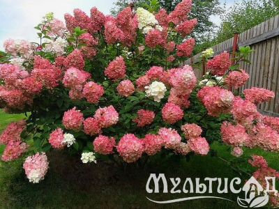 Дизайн без названия (28)