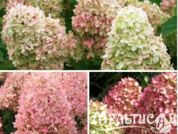 Креатив без названия (12)